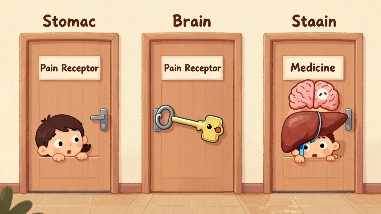 Why Do Medications Cause Side Effects: The Science Behind Drug Reactions